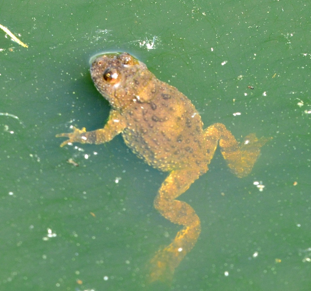 Bombina variegata